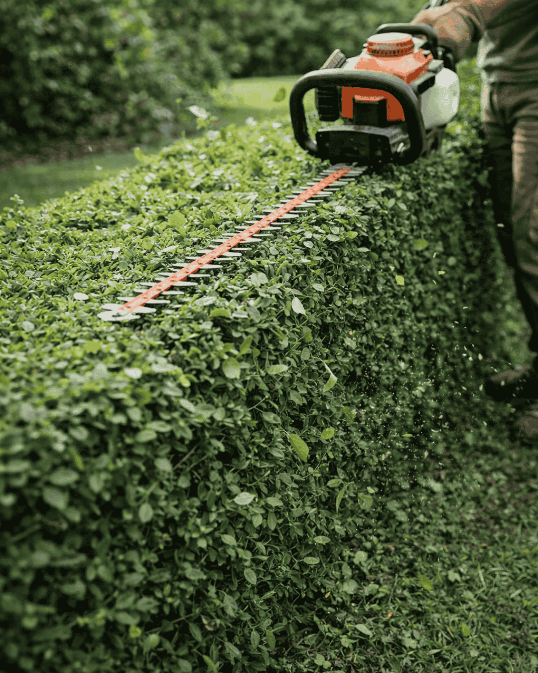 Tree and shrub hedge trimming