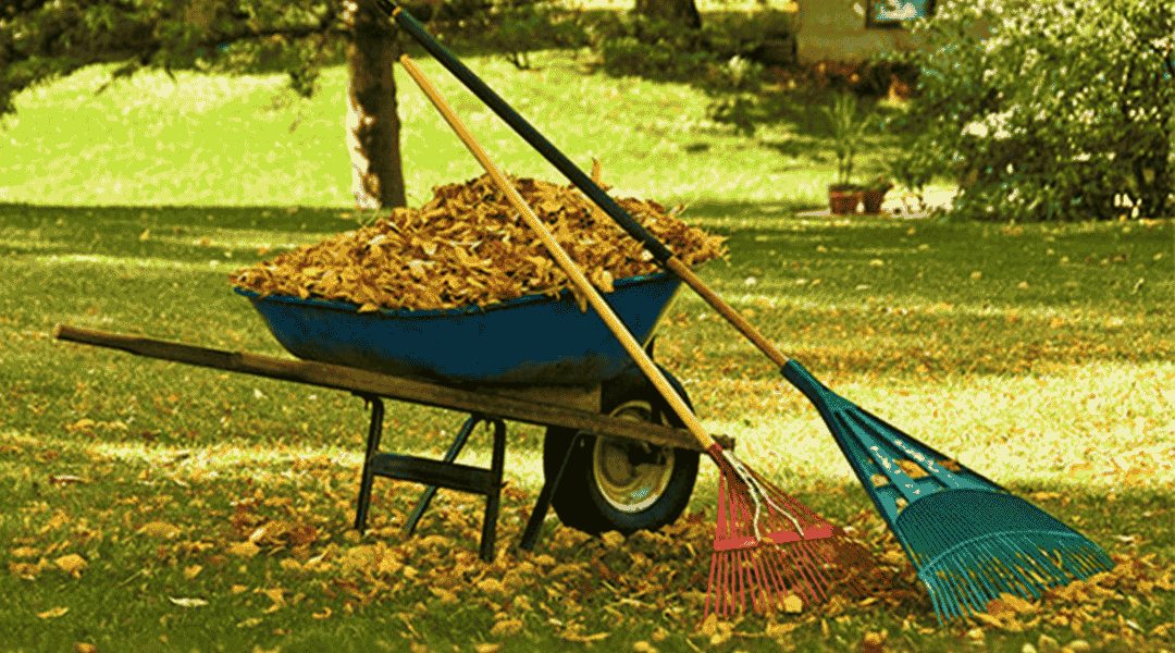 Wheelbarrow and rakes used for seasonal leaf cleanup